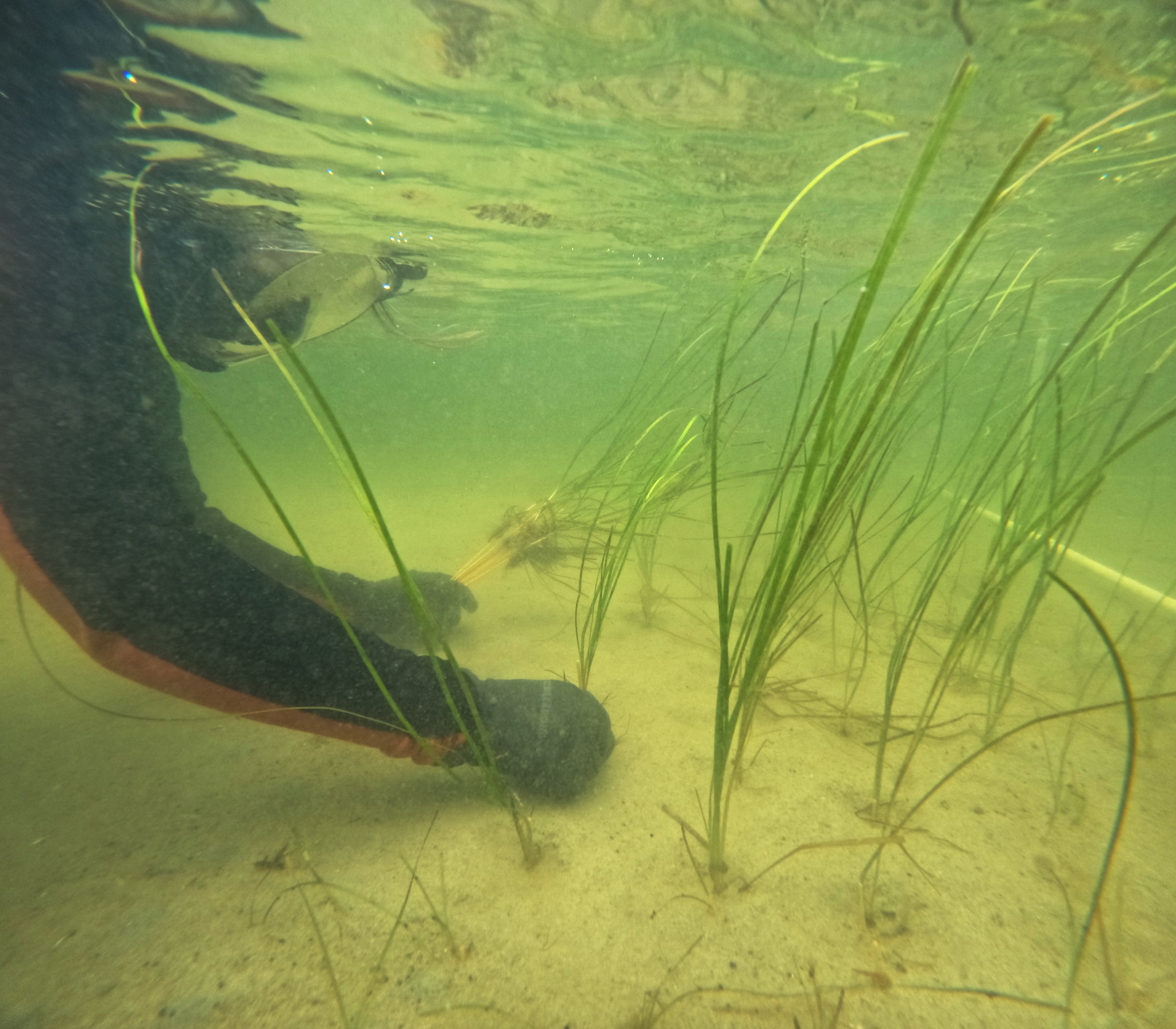 Seagrass planting