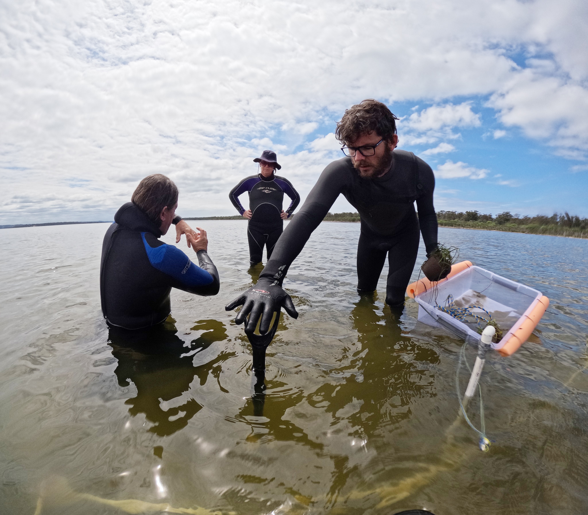 Seagrass planting